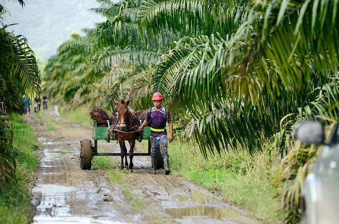 Man and horse on sustainable palm oil plantation in Honduras.